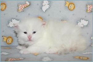 Female Siberian Kitten from Deedlebug Siberians